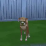 Los Sims 4: ¿Cómo pueden morir las mascotas?